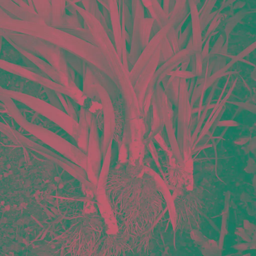 Jardin extraordinaire • Alban de Tournadre