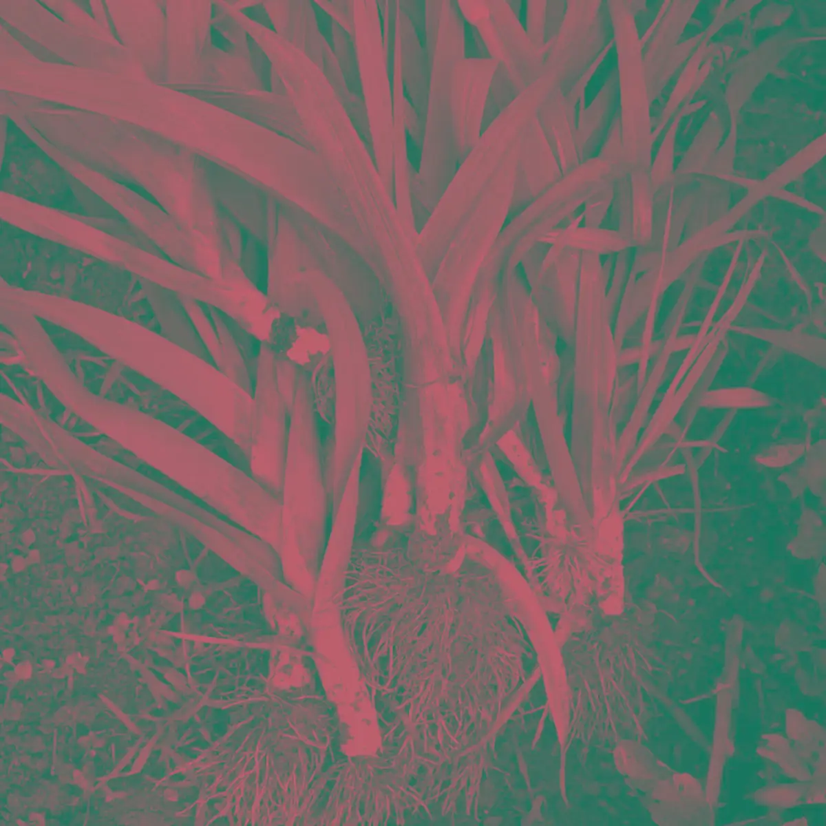 Jardin extraordinaire • Alban de Tournadre